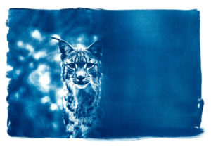 fanny_zambaz_lynx boreal