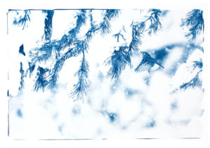 fanny_zambaz_roitelet huppe